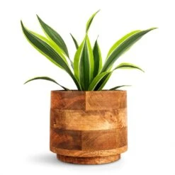 Helle Plant Pot - Natural -Indoor Plant Store Dracaena fragrans Lemon Lime Head 12x35cm Helle Plant Pot Natural 16x14cm 156d1ab4 501d 4ae7 9ac4 79ed5b62c4d9