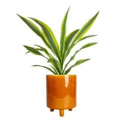 Pisa Plant Pot - Mustard 12 Pisa Plant Pot - Mustard -Indoor Plant Store Dracaena fragrans Lemon Lime Head 17x50cm Pisa Plant Pot Mustard 20x24cm