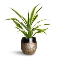 Mya Plant Pot - Deep Champagne -Indoor Plant Store Dracaena fragrans Lemon Lime Head Mya Plant Pot Deep Champagne d37372a6 9095 4103 b212 6e9cf285335f
