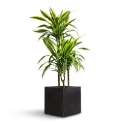 Grigio Cube Planter - Anthracite Concrete -Indoor Plant Store Dracaena fragrans Lemon Lime Multi Stem 21x100cm 3 stems Grigio Cube Planter Anthracite Concrete 30x30x30cm