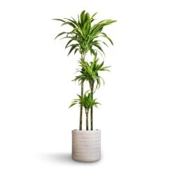 Angle Cylinder Plant Pot - White -Indoor Plant Store Dracaena fragrans Lemon Lime Multi Stem 24x140cm 3stems Angle Cylinder Plant Pot White 30x30cm