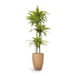 Ben Plant Pot - Straw Grass 14 Ben Plant Pot - Straw Grass -Indoor Plant Store Dracaena fragrans Lemon Lime Multi Stem 24x140cm 3stems Ben Plant Pot Straw Grass 30x41cm