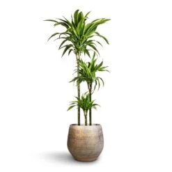 Noor Plant Pot - Metallic Grey -Indoor Plant Store Dracaena fragrans Lemon Lime Multi Stem 24x140cm 3stems Noor Plant Pot Metallic Grey 36x33cm 2 69d85773 6bcd 409f b13f 8f569db81933