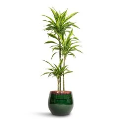 Charlotte Plant Pot - Green 22 Charlotte Plant Pot - Green -Indoor Plant Store Dracaena fragrans Lemon Lime Multi Stem 24x145cm 3 stems Charlotte Plant Pot Green 33x30cm 9d02d633 744b 4642 96eb 8bc3306d9086