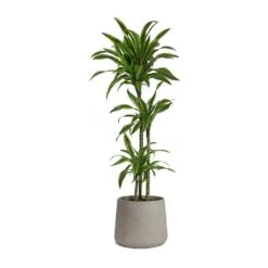 Patt Plant Pot - Grey Washed -Indoor Plant Store Dracaena fragrans Lemon Lime Multi Stem Patt Plant Pot Grey Washed 5fb8f3d1 7454 44c1 b445 7bb9138f2993