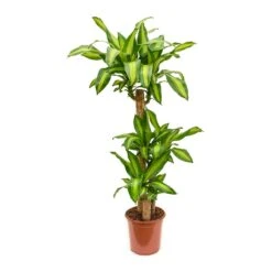 Dracaena Fragrans Massangeana - Multi Stem -Indoor Plant Store Dracaena fragrans Massangeana Multi Stem