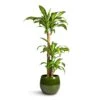 Dracaena Fragrans Massangeana - Multi Stem