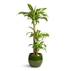 Aimee Plant Pot - Pear -Indoor Plant Store Dracaena fragrans Massangeana Multi Stem 24x135cm 3 stems Aimee Plant Pot Pear 33x28cm 9d51daf9 fa5a 4318 8b6a 126301d74672