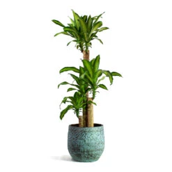 Dracaena Fragrans Massangeana - Multi Stem -Indoor Plant Store Dracaena fragrans Massangeana Multi Stem Evi Plant Pot Antique Bronze