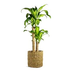 Dracaena Fragrans Massangeana - Multi Stem -Indoor Plant Store Dracaena fragrans Massangeana Multi Stem Ido Plant Baskets Set of 5 Natural