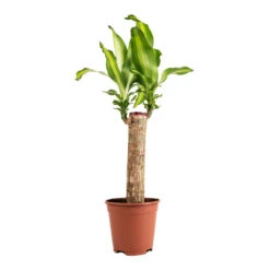 Dracaena Fragrans Massangeana - Single Stem -Indoor Plant Store Dracaena fragrans Massangeana Single Stem 14x65cm