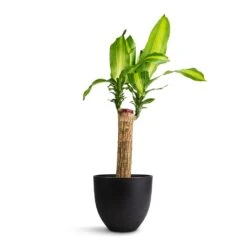 Indoor Plant Store 36 Dracaena Fragrans Massangeana - Single Stem