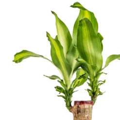 Indoor Plant Store -Indoor Plant Store Dracaena fragrans Massangeana Single Stem SWATCH