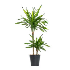 Dracaena Fragrans Riki - Multi Stem -Indoor Plant Store Dracaena fragrans Riki Multi Stem 19cm