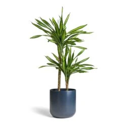 Dracaena Fragrans Riki - Multi Stem -Indoor Plant Store Dracaena fragrans Riki Multi Stem 19x85cm 2 stems Lisbon Plant Pot Navy 24x24cm