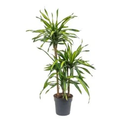 Dracaena Fragrans Riki - Multi Stem -Indoor Plant Store Dracaena fragrans Riki Multi Stem 21cm