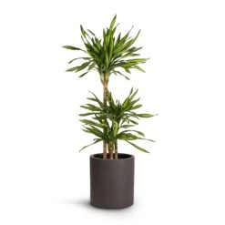 Max Refined Planter - Volcano Black -Indoor Plant Store Dracaena fragrans Riki Multi Stem 21x100cm 3stems Max Refined Planter Volcano Black 29x29.5cm