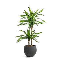Mini Orb Kevan Plant Pot - Black Washed 24 Mini Orb Kevan Plant Pot - Black Washed -Indoor Plant Store Dracaena fragrans Riki Multi Stem Mini Orb Kevan Plant Pot Black Washed 0db091ea c26e 4629 9fec 3ecb01bfb139