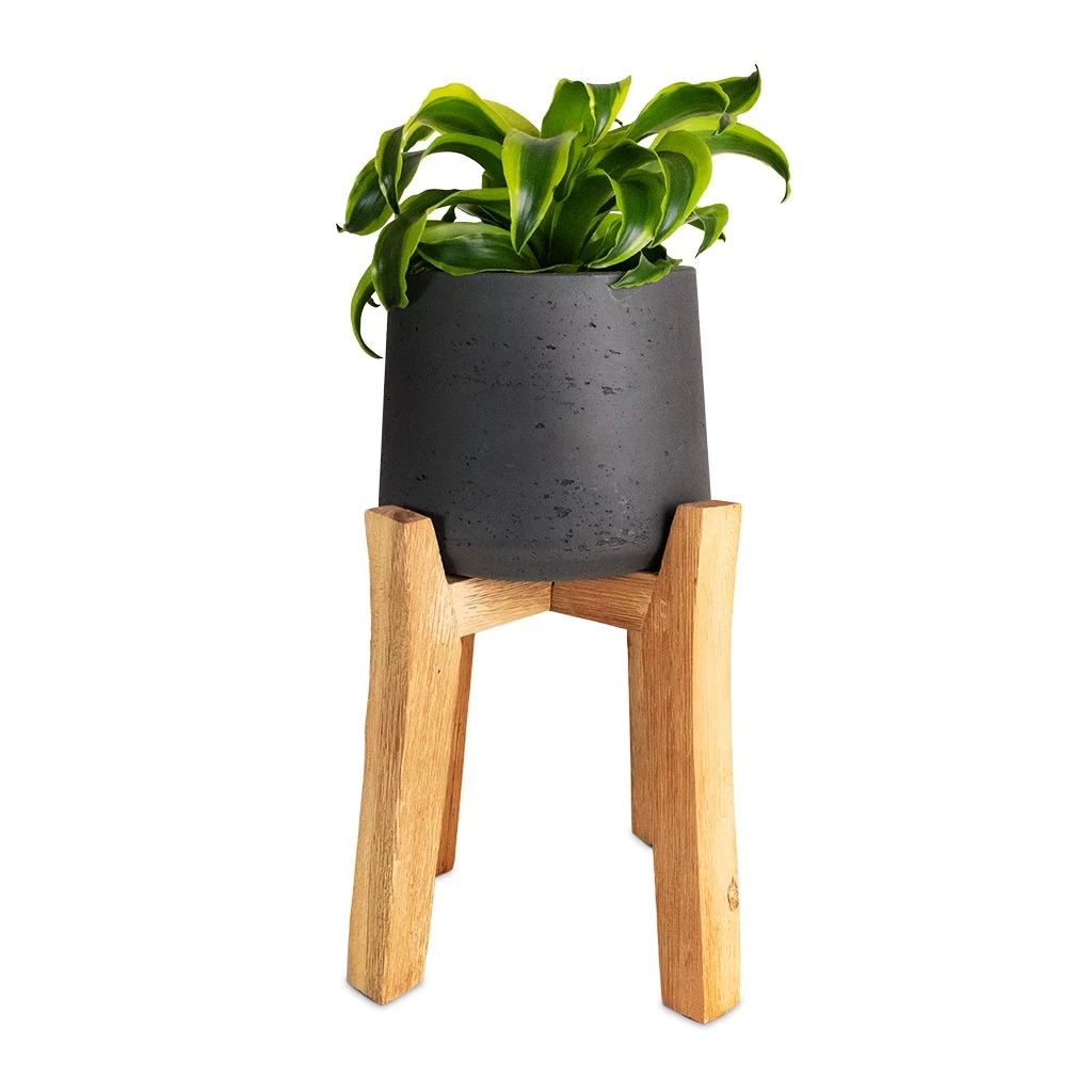 Patt Plant Pot - Tall Stand - Black Washed 7 Patt Plant Pot - Tall Stand - Black Washed - Image 7