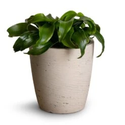 Gerben Plant Pot - Grey Washed -Indoor Plant Store Dracaena fragrans Twister Head 12x25cm Gerben Plant Pot Grey Washed 15x16cm 3e49951f 58d9 450b aa06 319421409d78