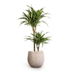 Ryan Plant Pot - White Black -Indoor Plant Store Dracaena fragrans Ulises Multi Stem 19x100cm 2stems Ryan Plant Pot White Black 26x26cm