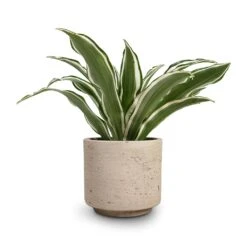 Novi Plant Pot - Grey Washed 14 Novi Plant Pot - Grey Washed -Indoor Plant Store Dracaena fragrans White Jewel Head 12x25cm Novi Plant Pot Grey Washed 15x13.5cm 30716801 5704 459c bb70 5b0ac1175870