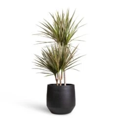 Dracaena Marginata Bicolour - Multi Stem -Indoor Plant Store Dracaena marginata Bicolour Multi Stem 21x100cm 3 stems Norell Plant Pot Black 29x28cm 1fd7fde6 3cbc 4bbb 91b6 68db9ad31429