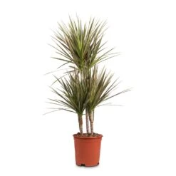 Dracaena Marginata Bicolour - Multi Stem -Indoor Plant Store Dracaena marginata Bicolour Multi Stem 21x100cm 3 stems