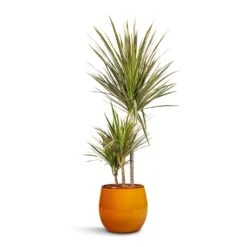 Charlotte Plant Pot - Spiced Ochre 14 Charlotte Plant Pot - Spiced Ochre -Indoor Plant Store Dracaena marginata Bicolour Multi Stem 21x110cm 3 stems Charlotte Plant Pot Spiced Ochre 23x20cm