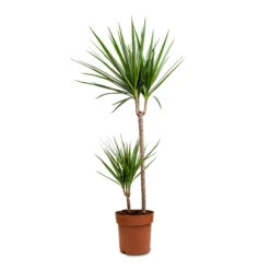 Dracaena Marginata Red Edged - Multi Stem -Indoor Plant Store Dracaena marginata Red Edged Branched 21x120cm 2 Stems