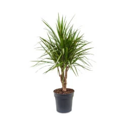 Dracaena Marginata Red Edged - Branched 14 Dracaena Marginata Red Edged - Branched -Indoor Plant Store Dracaena marginata Red Edged Branched 24x90cm