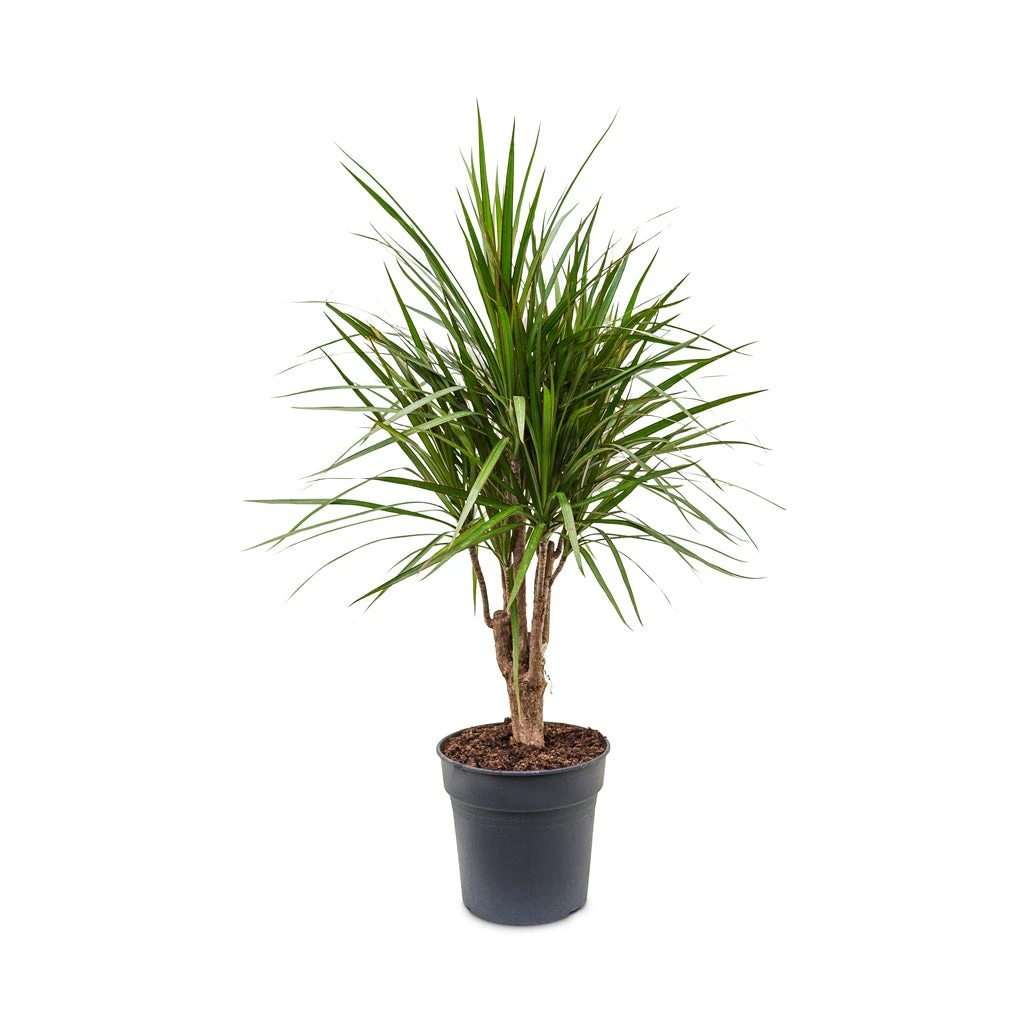 Dracaena Marginata Red Edged - Branched 5 Dracaena Marginata Red Edged - Branched - Image 5