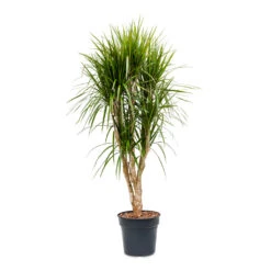 Dracaena Marginata Red Edged - Branched 18 Dracaena Marginata Red Edged - Branched -Indoor Plant Store Dracaena marginata Red Edged Branched 30x160cm