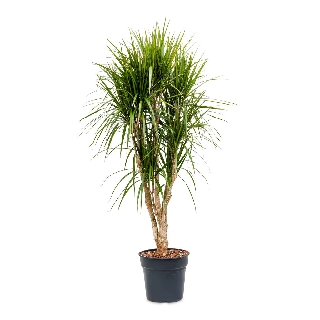 Dracaena Marginata Red Edged - Branched 9 Dracaena Marginata Red Edged - Branched - Image 9