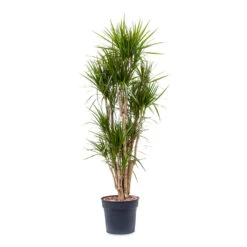 Dracaena Marginata Red Edged - Branched 13 Dracaena Marginata Red Edged - Branched -Indoor Plant Store Dracaena marginata Red Edged Branched 34x190cm