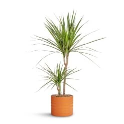 Dracaena Marginata Red Edged - Multi Stem -Indoor Plant Store Dracaena marginata Red Edged Multi Stem 17x75cm Hadleigh Plant Pot Amber 20x17.5cm 8a54f908 e819 496b 9db4 0fc155fb3b23