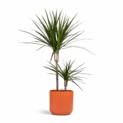 Dracaena Marginata Red Edged - Multi Stem -Indoor Plant Store Dracaena marginata Red Edged Multi Stem 17x75cm 2 stems Lisbon Plant Pot Coral 21x21cm 91e20c74 f934 4073 91a9 75cbbee6611f