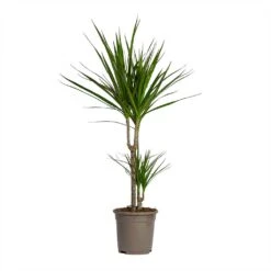 Dracaena Marginata Red Edged - Multi Stem -Indoor Plant Store Dracaena marginata Red Edged Multi Stem 17x85cm 2 stems
