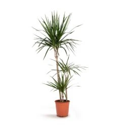 Dracaena Marginata Red Edged - Multi Stem -Indoor Plant Store Dracaena marginata Red Edged Multi Stem 21x110cm 3stems