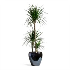 Dracaena Marginata Red Edged - Multi Stem -Indoor Plant Store Dracaena marginata Red Edged Multi Stem 24x110cm 3 stems Amora Plant Pot Anthracite Mirror 32x32cm eeee0176 a201 4681 936b a6b1d10176e7