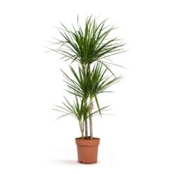 Dracaena Marginata Red Edged - Multi Stem -Indoor Plant Store Dracaena marginata Red Edged Multi Stem 24x140cm 3stems