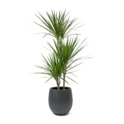 Dracaena Marginata Red Edged - Multi Stem -Indoor Plant Store Dracaena marginata Red Edged Multi Stem Balloon Plant Pot Anthracite Concrete c02ffdd2 9afd 4d71 bd05 5b23cbe96298