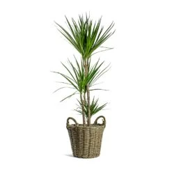 Dracaena Marginata Red Edged - Multi Stem -Indoor Plant Store Dracaena marginata Red Edged Multi Stem Nanna Wikr Plant Basket Natural