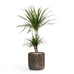Luxe Lite Waterfall Cylinder Planter - Bronze 30 Luxe Lite Waterfall Cylinder Planter - Bronze -Indoor Plant Store Dracaena marginata Red Edged MultiStem 17x85cm Plant Pot Luxe Lite Waterfall Cylinder Planter Bronze 23x22cm 036adfcf 4a35 4029 8d7c c418fd8adf8f