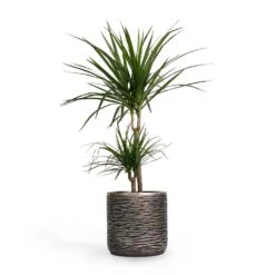 Dracaena Marginata Red Edged - Multi Stem -Indoor Plant Store Dracaena marginata Red Edged MultiStem 17x85cm Plant Pot Luxe Lite Wrinkle Cylinder Planter Bronze 23x22cm