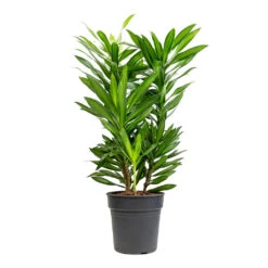 Dracaena Reflexa Song Of Jamaica -Indoor Plant Store Dracaena reflexa Song of Jamaica 19x80cm