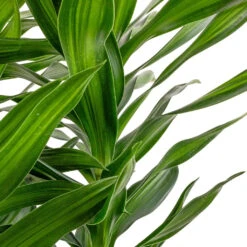 Dracaena Reflexa Song Of Jamaica -Indoor Plant Store Dracaena reflexa Song of Jamaica SWATCH 2