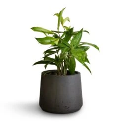 Patt Plant Pot - Black Washed 22 Patt Plant Pot - Black Washed -Indoor Plant Store Dracaena surculosa 12x40cm Patt Plant Pot Black Washed 17x14cm b71e6e31 f1c7 47e2 89e6 60d7c7340653
