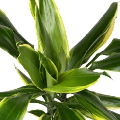 Dracaena Fragrans Golden Coast - Multi Stem 17 Dracaena Fragrans Golden Coast - Multi Stem -Indoor Plant Store DracaenafragransGoldenCoast 1