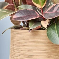 Dune Darcy Planter - Almond -Indoor Plant Store Dune Darcy Almond close up